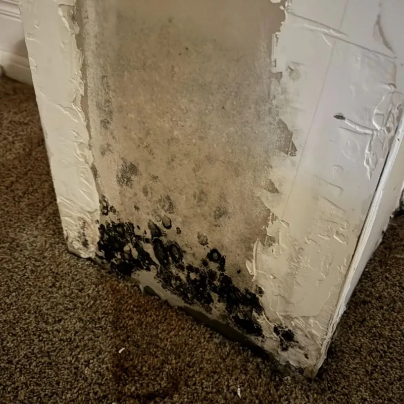 Professional Mold Removal in Peoria, AZ